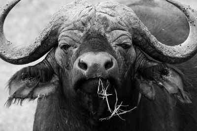 Close-up portrait of a horse