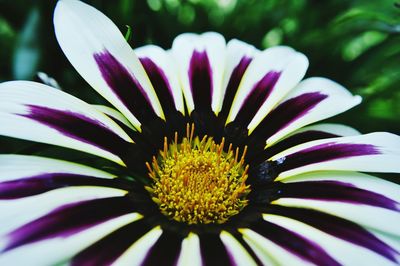 Macro shot of flower head