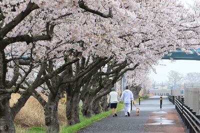 View of cherry blossom trees in city