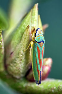 Close-up of insect on leaf