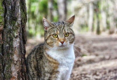 Close-up portrait of cat