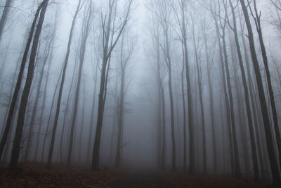 Bare trees in forest during the dense fog