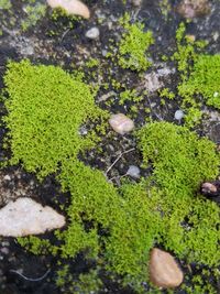 High angle view of snake on grass