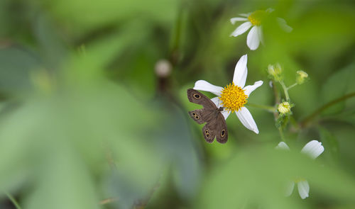 Close-up of butterfly pollinating on flower