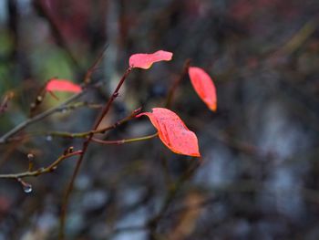Close-up of red leaves on tree during autumn