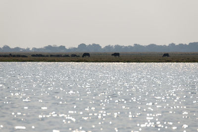 Scenic view of lake with grazing buffalos against clear sky