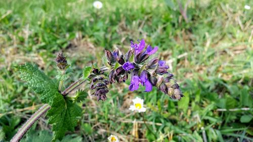 Close-up of purple flowering plant on field