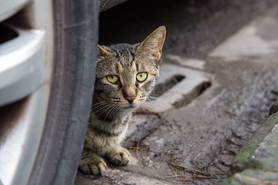 Portrait of cat