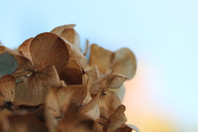 Close-up of plant against clear sky