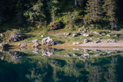 Scenic view of lake in forest