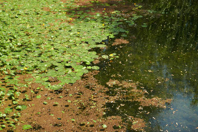 High angle view of leaves floating on water