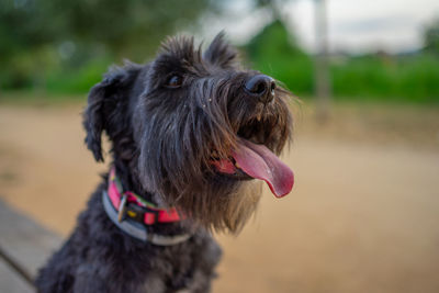 Close-up of dog looking away