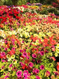 Full frame shot of flowers blooming in field