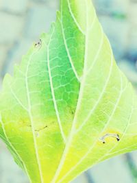 leaf