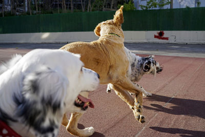 Dogs playing in the park