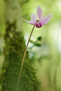 Close-up of purple flowering plant