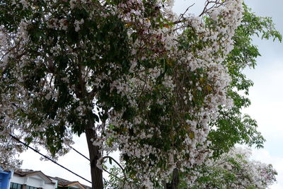 Low angle view of flowering tree against clear sky