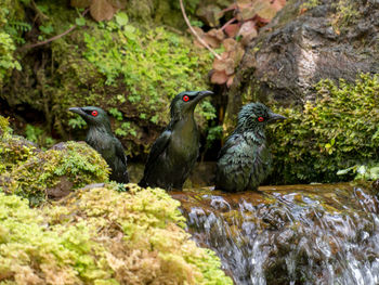 Asian glossy starlings - aplonis panayensis refreshing in a fountain