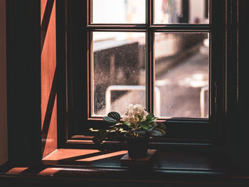 Potted plant on window