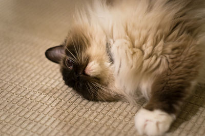 Portrait of kitten relaxing on floor