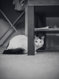 Cat sitting on floor