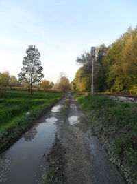 Empty road in forest