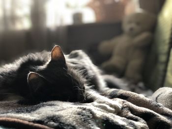 Close-up of cat sleeping on bed