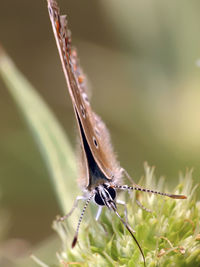 Close-up of insect on plant