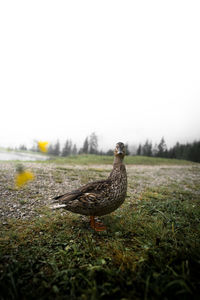 Bird on a field