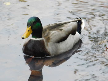 Duck swimming in lake