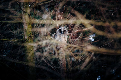 Owl on tree in forest