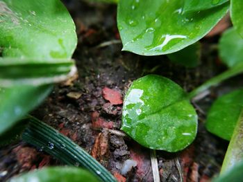 Close-up of insect on leaf