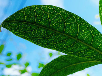 Close-up of wet plant leaves