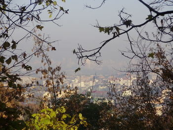 Trees and cityscape against sky