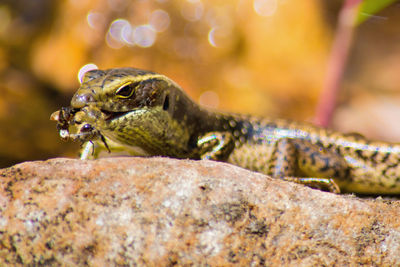 Close-up of lizard on rock