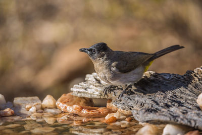 Close-up of bird perching on rock