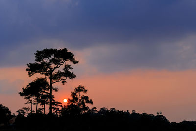 Low angle view of silhouette trees against sky during sunset