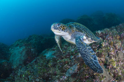 Fish swimming in sea