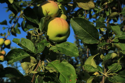 Close-up of apples growing on tree