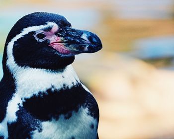 Close-up portrait of a bird