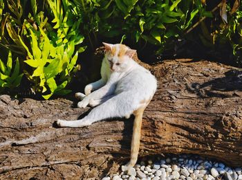 Cat sitting on a tree