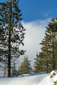 Trees on snow covered landscape against sky