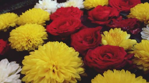 Full frame shot of multi colored flowers