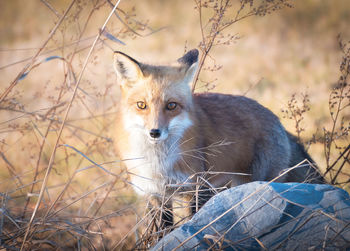 Portrait of a fox on field