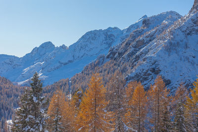 Orange colored larch trees and in the background snow-capped dolomite mountain