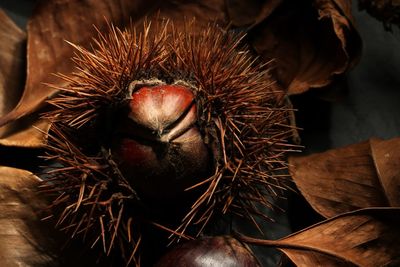 Close-up of chestnuts and dry leaves