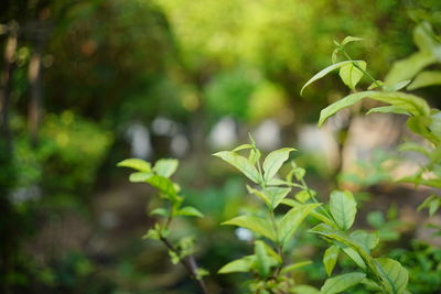 Close-up of plant growing on field