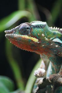 Close-up of chameleon