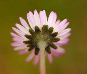 Close-up of pink flower