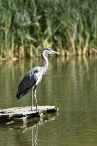 Birds in calm water